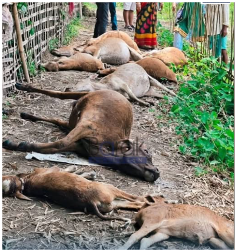 বজ্রাঘাতে গরু মৃত্যু লখিপুরে — বাংলা নববর্ষের রাতে ছয় পরিবারের ১১টি গরু নিহত, সরকারি সাহায্যের আশ্বাস